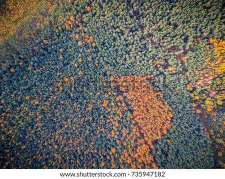 Nature, Amazing Aerial View of Colorful Field of Trees During Fall Foliage, Autumn Wallpaper