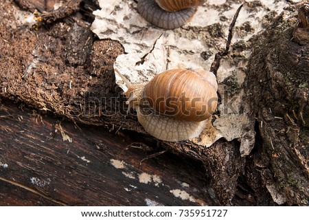Roman Snail - Helix pomatia. Helix pomatia, common names the Roman, Burgundy, Edible snail or escargot, is a species of large, edible, air-breathing land snail, family Helicidae. 