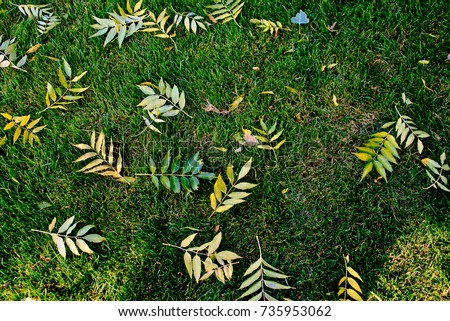 Bright green grass with multi-colored fallen leaves on it