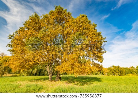Beautiful autumn tree and blue sky. Idyllic autumn landscape with colorful leaves and tranquil outdoor scene