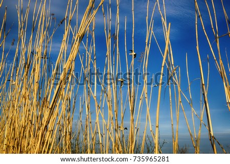 Black-headed gulls fly behind wall of yellow reed. Ponds and grassy marshes as nesting habitat of these gulls.