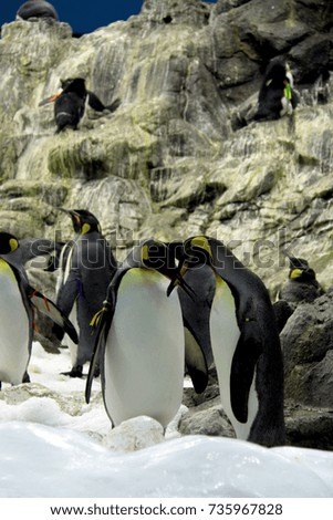 Arctic penguins in Zoo