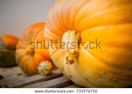 sweet ripe huge pumpkin in harvest season