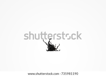 Dynastinae on white background, Dynastinae fighting beetle isolate white, Dynastinae Lying down
