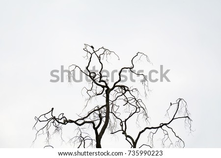 Dry tree with beautiful branch silhouette black and white halloween day is coming