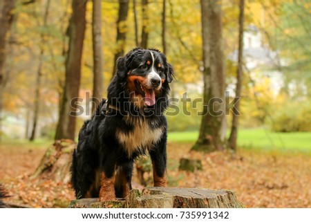 A portrait picture of the Bernese Mountain Dog standing on a stump in the autumn forest. 