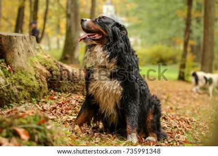 A portrait picture of the adult Bernese Mountain dog sitting in the leaves in the autumn forest. 