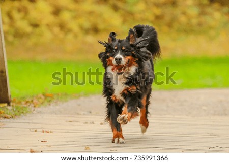 A picture of the happy adult Bernese Mountain Dog, running on the wooden bridge. 