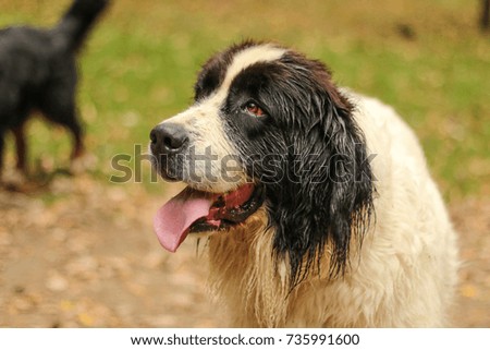 A portrait picture of the happy Landseer dog. His face looks happy and satisfied, he enjoys the walk in the autumn forest. 