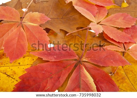texture of autumn leaves as background