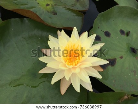 Lotus flower in pink purple violet color. bee insect in pollen with green leaves in nature water