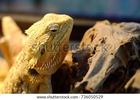 bearded dragon sitting on a wooden