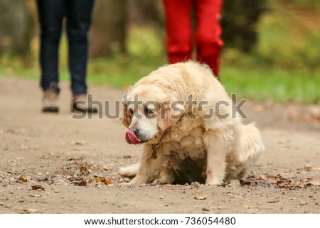 A picture of the old Labrador retriever dog. She is tired, looks sad, but inside she is happy to be outside. Now she sits in the hole on the road and licks her nose. 
