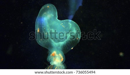 Close-up picture of beautiful jellyfish floating in ocean