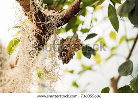 Picture of beautiful colorful butterfly on tree