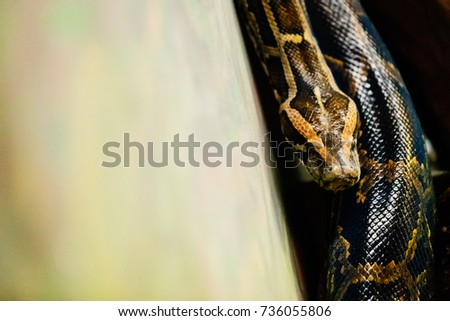 Close-up picture of dangerous grown up python
