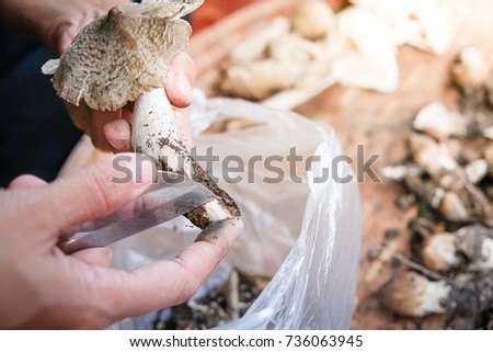 Termitomyces fuliginosus Heim are cleaned by hand on soft threshing basket background. The soft focus picture of Thai mushroom