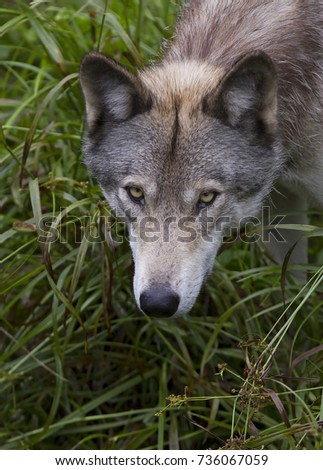 A lone Timber wolf Canis lupus portrait closeup in summer in Canada