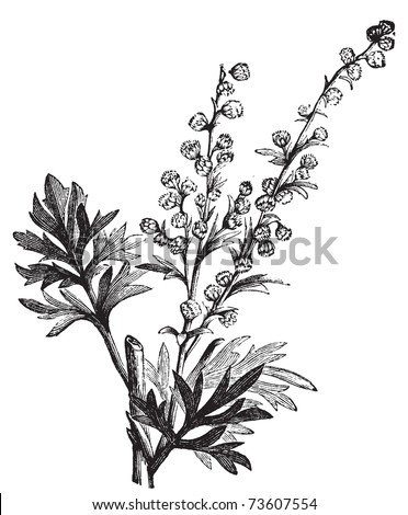 Absinthe plant, Artemisia absinthium or wormwood engraving illustration, isolated on white. Also called (absinthium, absinthe wormwood, wormwood, common wormwood, Green Ginger or grand wormwood. Royalty-Free Stock Photo #73607554