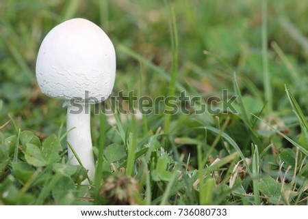White poisonous mushrooms on a green lawn. Summer positive picture