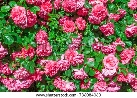Pink Rose Beauty