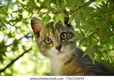 Gorgeous cute grey striped kitten on top of tree surrounded by green maple leaves