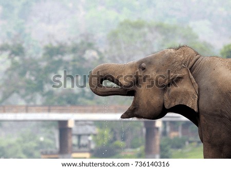 elephant drinking water in the north of Thailand