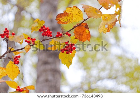 autumn berry