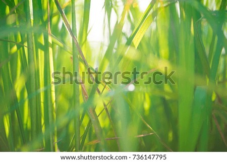 Blur picture of Green rice leaf on sunrise background