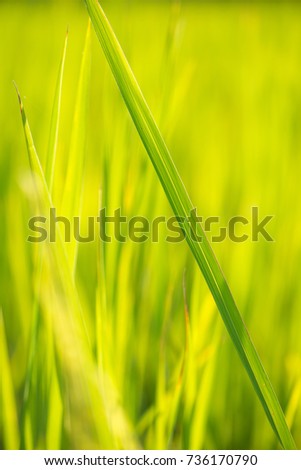 Abstract background from blur picture of green rice leaf in paddy farm