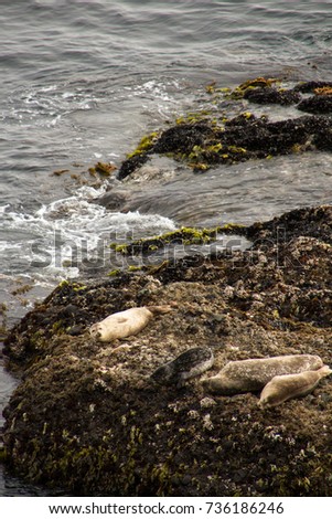 Harbor Seals Resting Offshore, Point Lobos State Reserve near Carmel, California