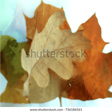 fallen autumn leaves and the first ice