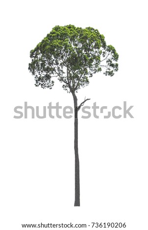 Tree isolated on white background with clipping path. The tree is took from around national park area and then die cutting.Can be use to garden design or interior design or any content involve tree.
