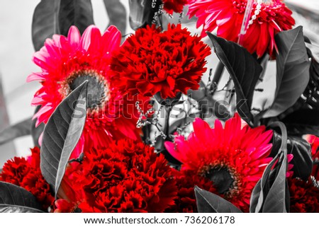 Red flower over  monochrome background.