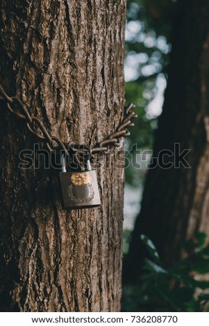 Tree locked with padlock and chain