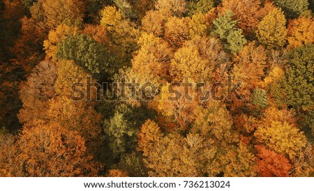 Aerial Drone image of a forest changing color in Autumn.