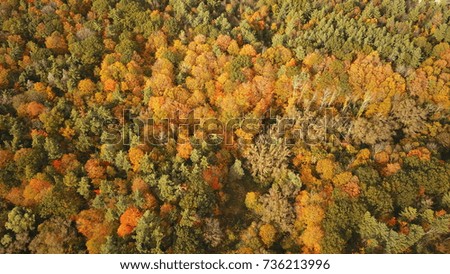 Aerial Drone image of a forest changing color in Autumn.