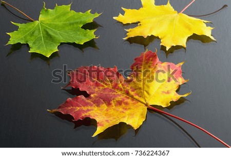 Autumn theme: maple leaves of red-yellow color in the background with yellow and green leaves. Maple leaves as a Canadian symbol.