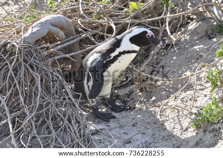 Penguin leaving its shelter