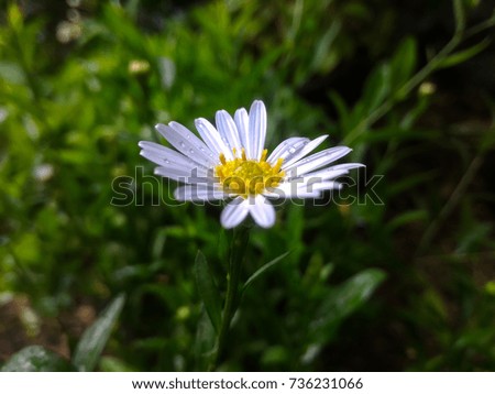 White Daisy Margaret  flower thai with green leaf