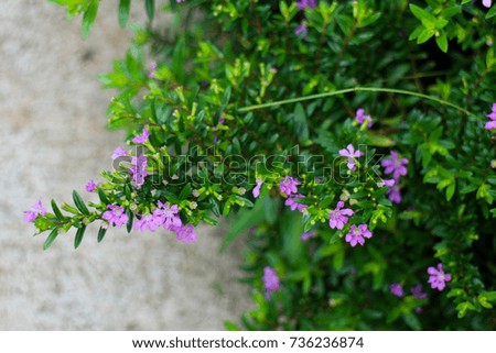 Small purple flowers on the branches and green leaves behind the background.
