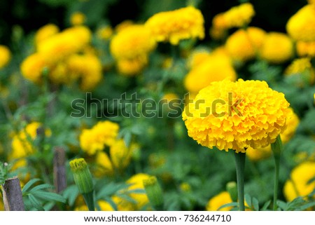 Beautiful blooming asia marigold flowers in the garden.