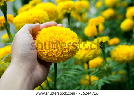 Hand is holding beautiful blooming asia marigold flowers in the garden.