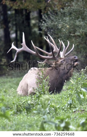 Bedded Bugling Bull Elk - Photograph taken in Elk County, Elk State Forest, Benezette, Pennsylvania.