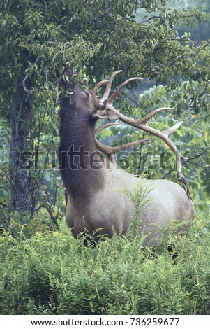 Bull Elk - Photograph taken in Elk County, Elk State Forest, Benezette, Pennsylvania.