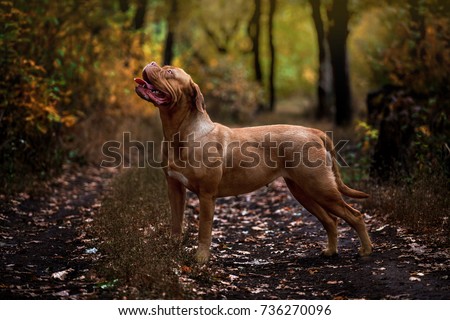 Bordeaux dog walking in the autumn forest Royalty-Free Stock Photo #736270096