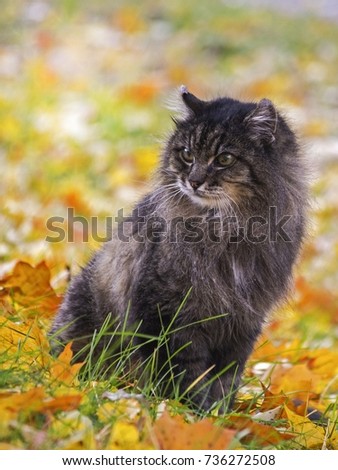 Wonderful autumn walk of cats on fallen leaves