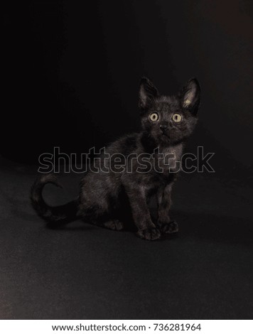 Tiny Black Kitten on Dark Background 