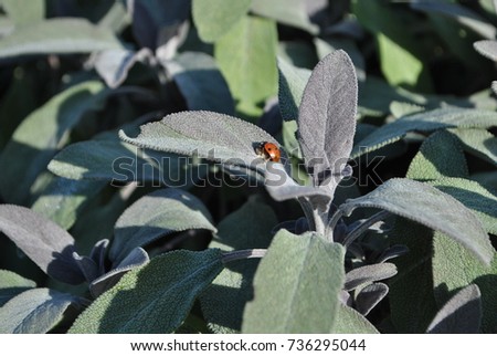 Ladybird on leafs
