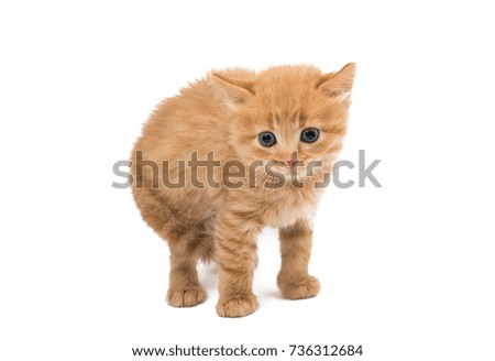 ginger kitten isolated on white background